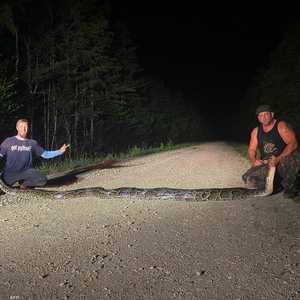 بلغ وزن الثعبان 47 كيلوغراما