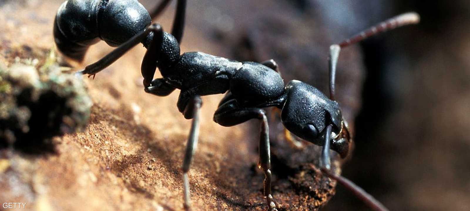 أظهر نوع من النمل قدرة على تفادي المخاطر