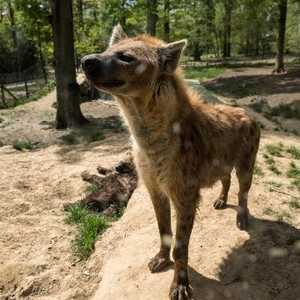 أرشيفية.. تنامي ظاهرة قتل الضباع في الجزائر