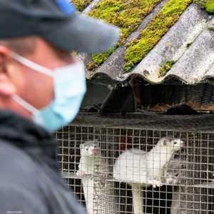 مئات آلاف حيوانات المنك المصابة بكورونا رصدت في الدنمارك