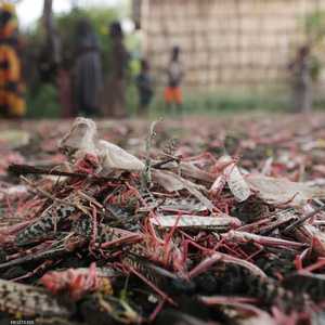 أسراب الجراد في إحدى المناطق في إقليم أمهرة