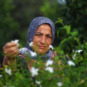 70 في المئة من العمال في مزارع قرية شبرا بلولة نسا
