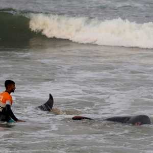 جنوح حيتان في سريلانكا