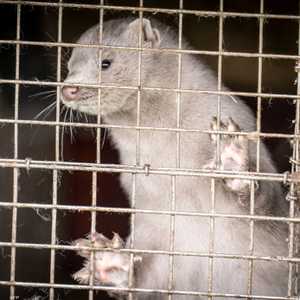 الطفرة التي سجلت لدى الحيوان أثارت مخاوف صحية