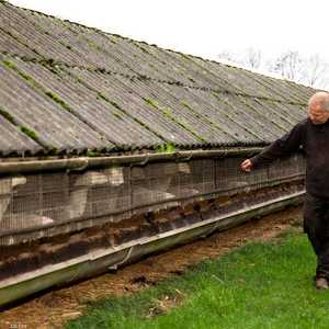 مزرعة لتربية حيوانات المنك بالدنمارك