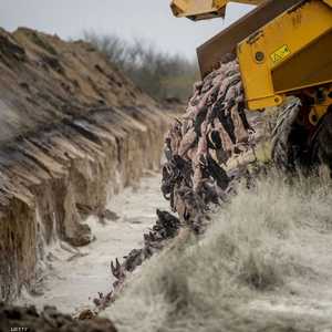 الدنمارك أعدمت الملايين من حيوان المنك.