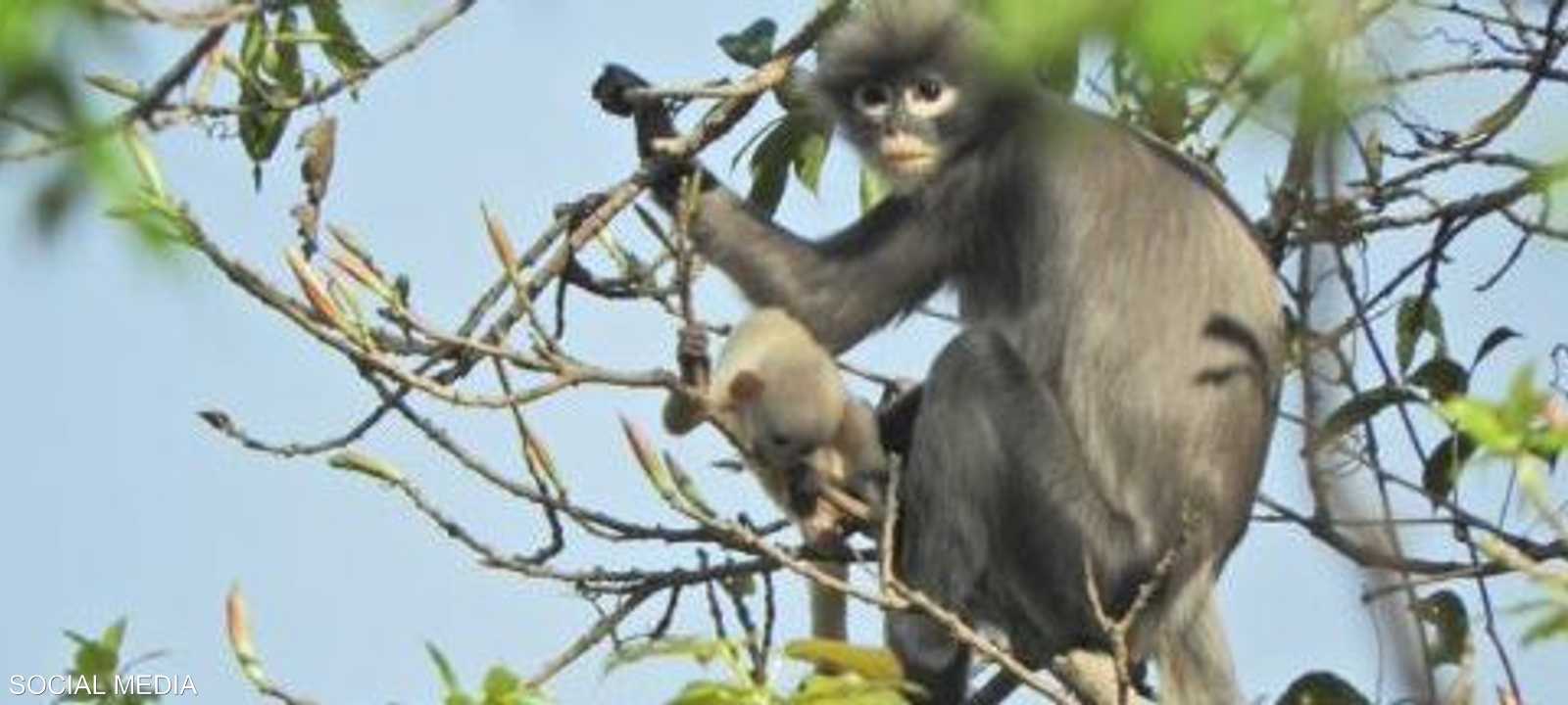 القردة المكتشفة حديثا مهددة بالانقراض