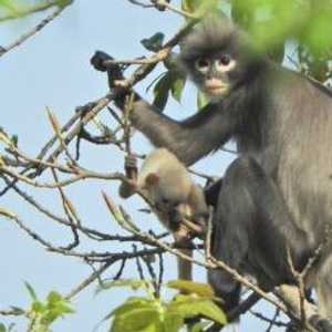 القردة المكتشفة حديثا مهددة بالانقراض