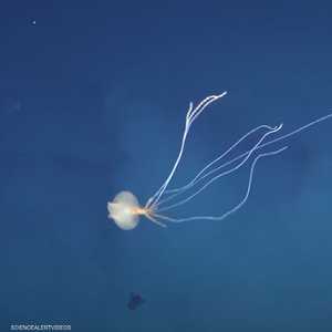 لقطة ترصد الحبار في المياه الأسترالية