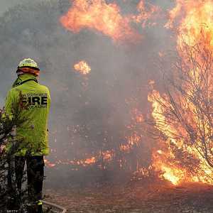 حرائق أستراليا أودت بحياة ثلاثة مليارات حيوات