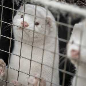 تمتلك الدنمارك ما بين 15 و17 مليونا من المنك