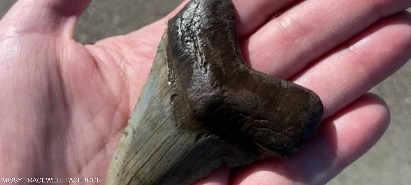 رجح البعض أن يكون السن لقرش منقرض.