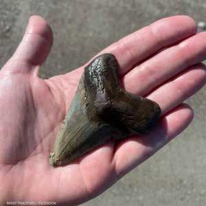 رجح البعض أن يكون السن لقرش منقرض.