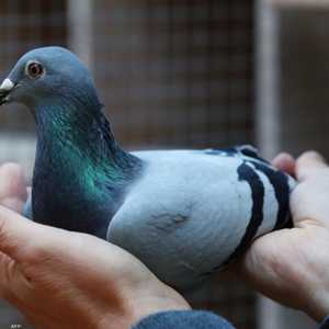 الحمامة البلجيكية نيو كيم