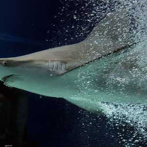 أسماك القرش تواصل هجماتها على البشر في أستراليا