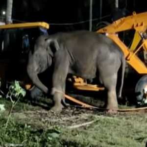 استخدمت رافعة في إنقاذ الفيل