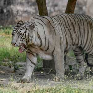 الهند تعد موطنا للغالبية العظمى من النمور البرية