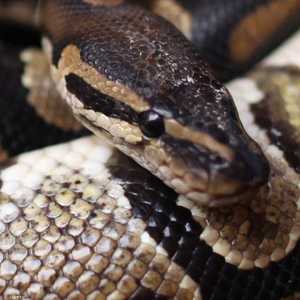 الأفعى لدغت الرجل عدة مرات