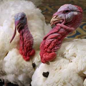 السلطات اكتشفت تفشي المرض في مزرعة شمالي إنجلترا.