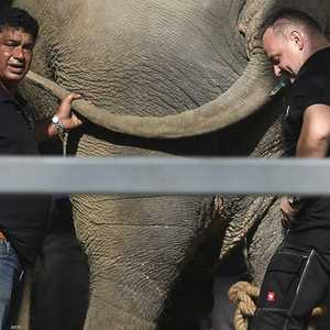 الفيل كافان