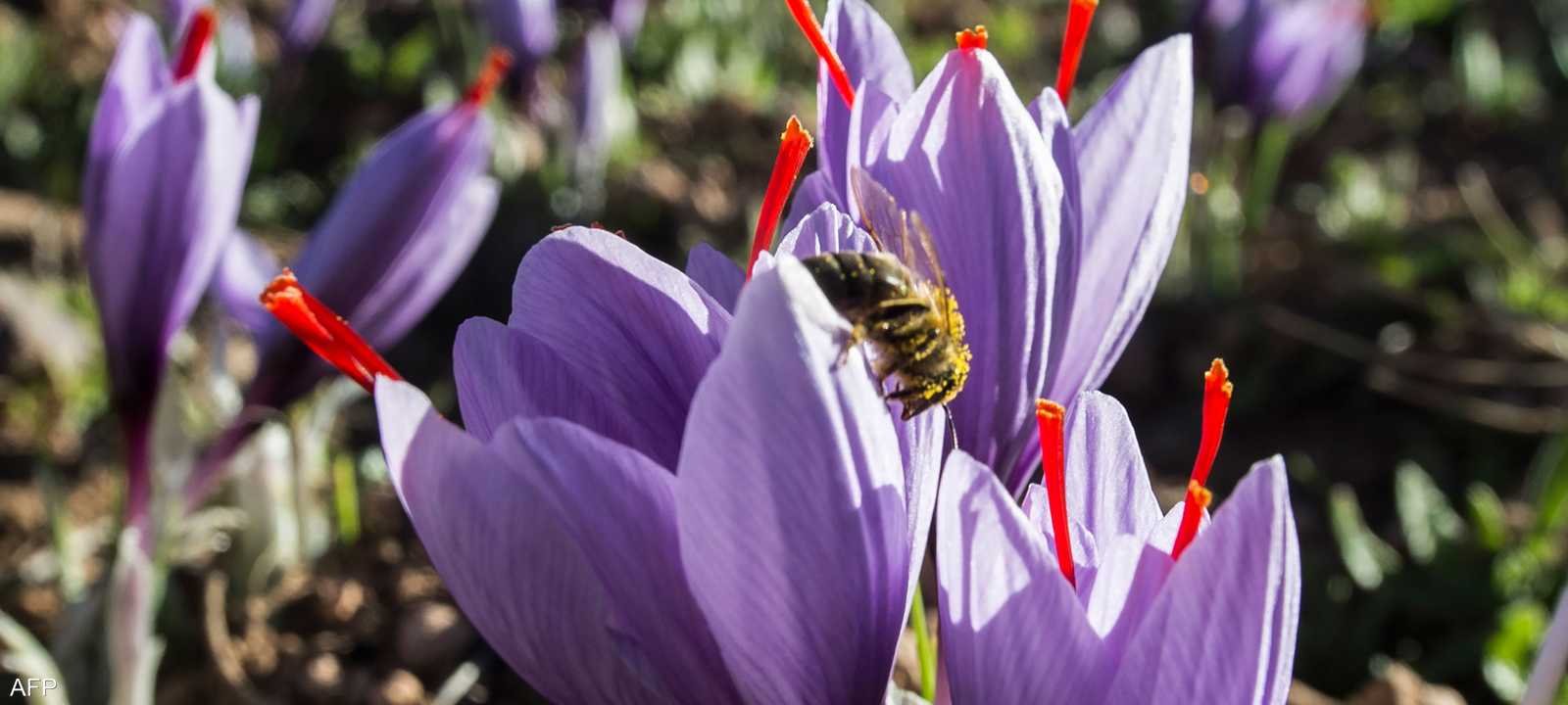 تعتبر مدينة تالوين المغربية عاصمة الزعفران