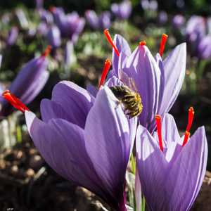 تعتبر مدينة تالوين المغربية عاصمة الزعفران