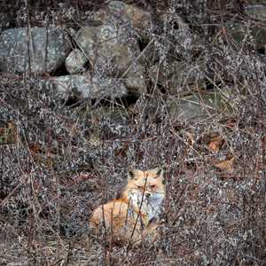 حيوان من نوع الثعلب الأحمر - أرشيفية
