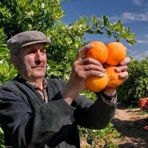 البرتقال مصدر مهم لفيتامين سي المقوي للجهاز المناعي