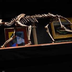 تم اكتشاف الهيكل على أرض مزرعة بأميركا