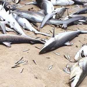 عثر على عشرات أسماك القرش وهي نافقة على شاطئ بأستراليا