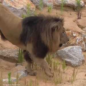 ثبوت إصابة 4 أسود في حديقة حيوان إسبانية بكوفيد-19