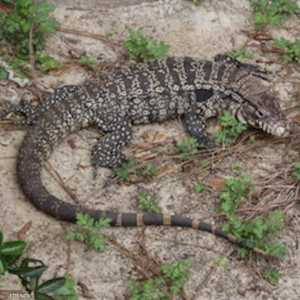 السحلية انتشرت بشكل ملحوظ في ولاية جورجيا