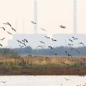 غياب الطيور المهاجرة في مصر