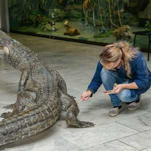 توفي التمساح عن عمر 84 عاما