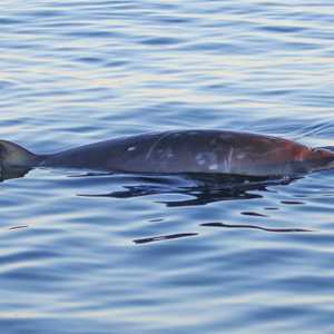 العلماء أبدوا سعادة غامرة بالاكتشاف