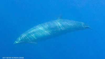 علماء يكتشفون نوعا جديدا من الحيتان في المكسيك
