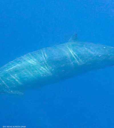 علماء يكتشفون نوعا جديدا من الحيتان في المكسيك