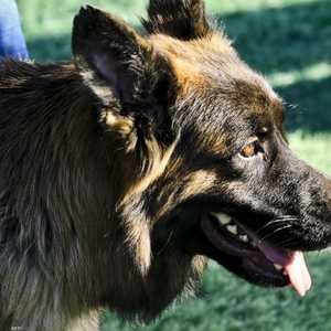 أرشيفية.. كلب من نوع "الراعي الألماني"