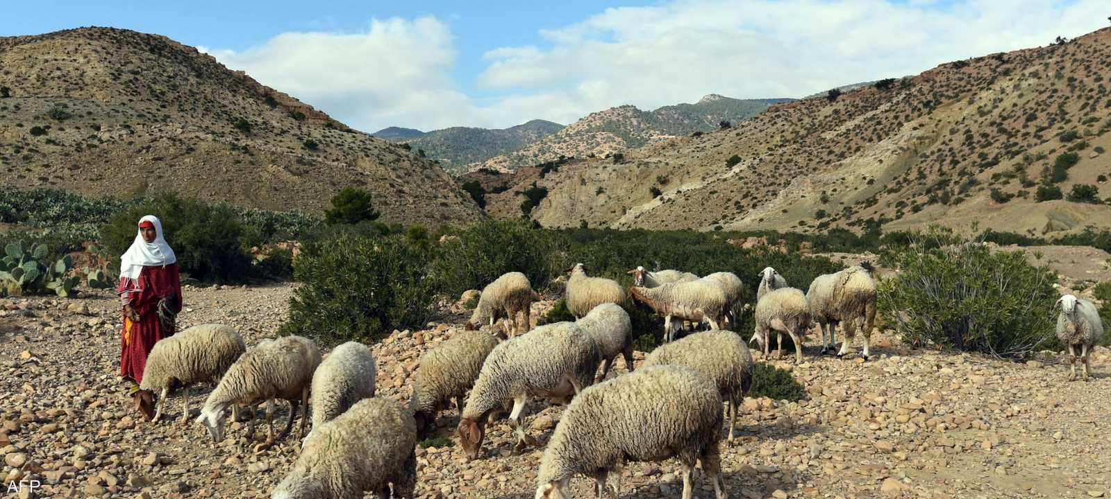 أرشيفية لراعية غنم في أحد جبال ولاية القصرين بتونس