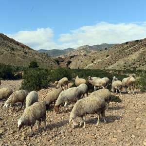 أرشيفية لراعية غنم في أحد جبال ولاية القصرين بتونس