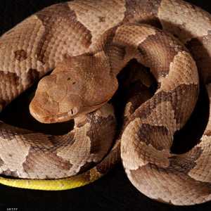 تشهد فلوريدا ارتفاعا هائلا بأعداد الثعابين