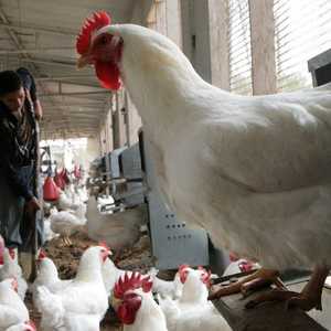 أرشيفية.. مزرعة دواجن بمصر