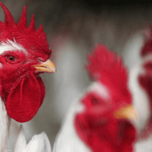 الوزارة قالت إن الخبر عار عن الصحة