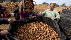 حصاد محصول البطاطس في مصر