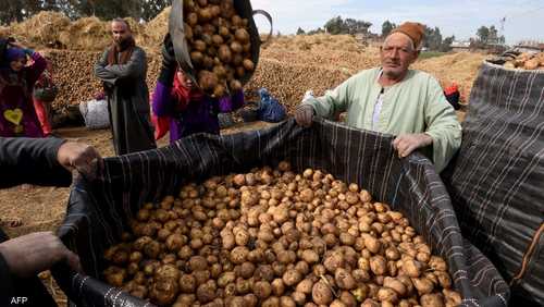 حصاد محصول البطاطس في مصر