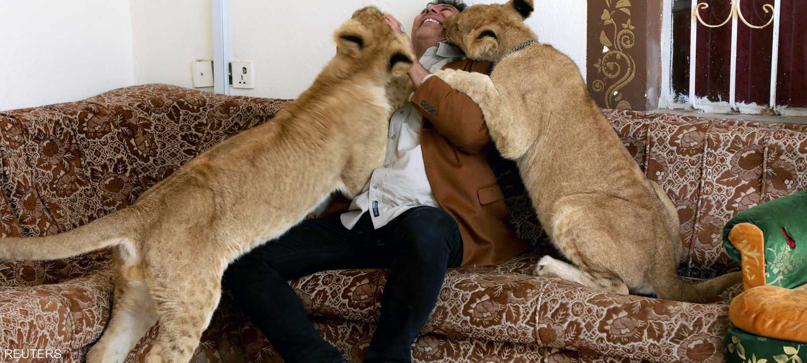 الأسود تعيش بشكل طبيعي في بيت المراجلة