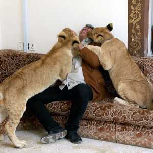 الأسود تعيش بشكل طبيعي في بيت المراجلة