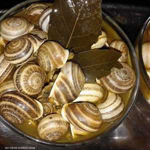 الحلزون في المغرب