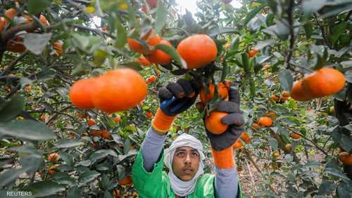 المساحة المزروعة لموسم إنتاج البرتقال تبلغ نصف مليون فدان