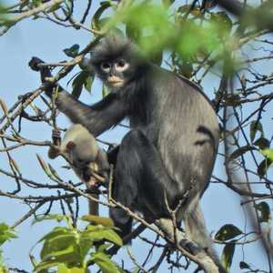 قرد "بوبا لانغور" المهدد بالانقراض